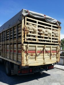 Des recommandations pour la protection des animaux pendant leur transport